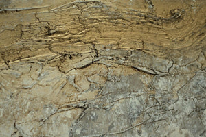 Veins of Time – Original Acrylic Painting by Edelgard Schroer