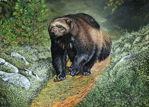 The Sweet Scent of Musk Deer | Wolverine Wildlife Painting by Jeff Cain